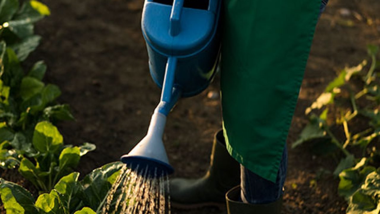 persona regando plantas