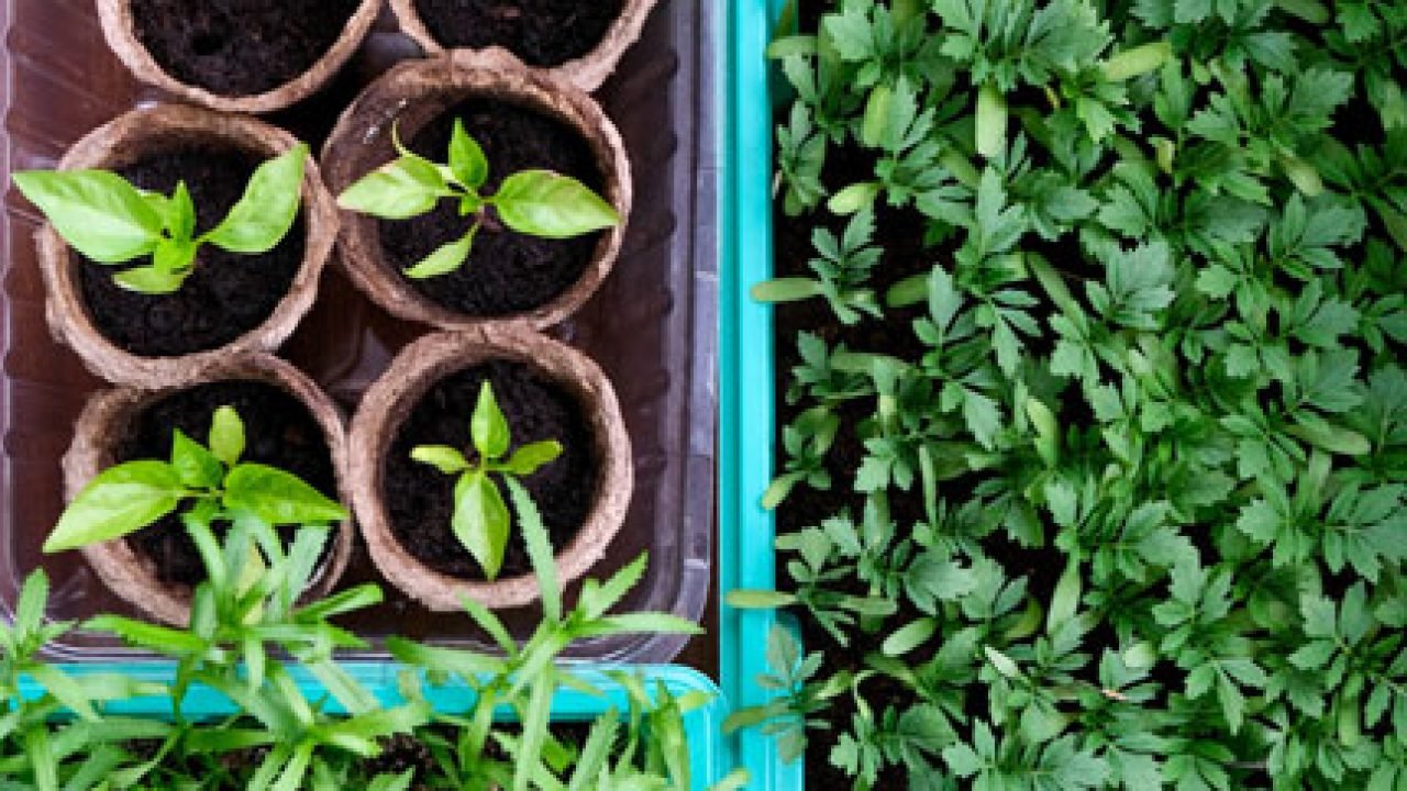 macetas y plantas